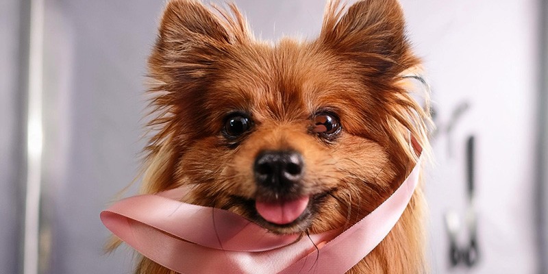 Chewy lifestyle foxy coupon codes banner for foxycoupons.xyz